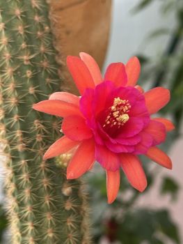 Preview: Hildewintera hybrid - Hauggs amethyst